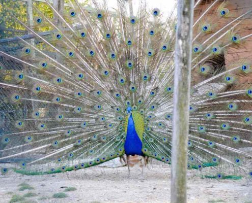 Pfau in der Tenuta la Violina